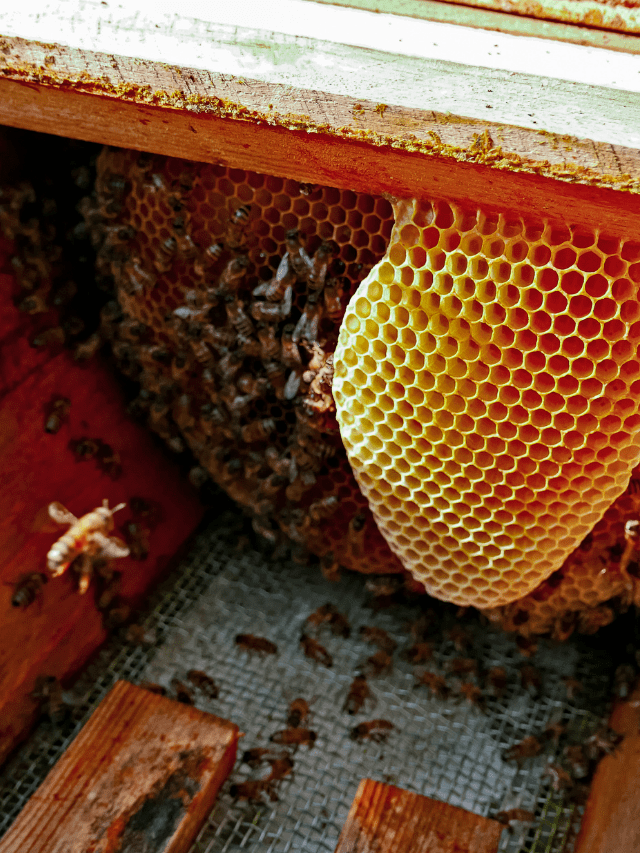 Bees Nesting In House Walls