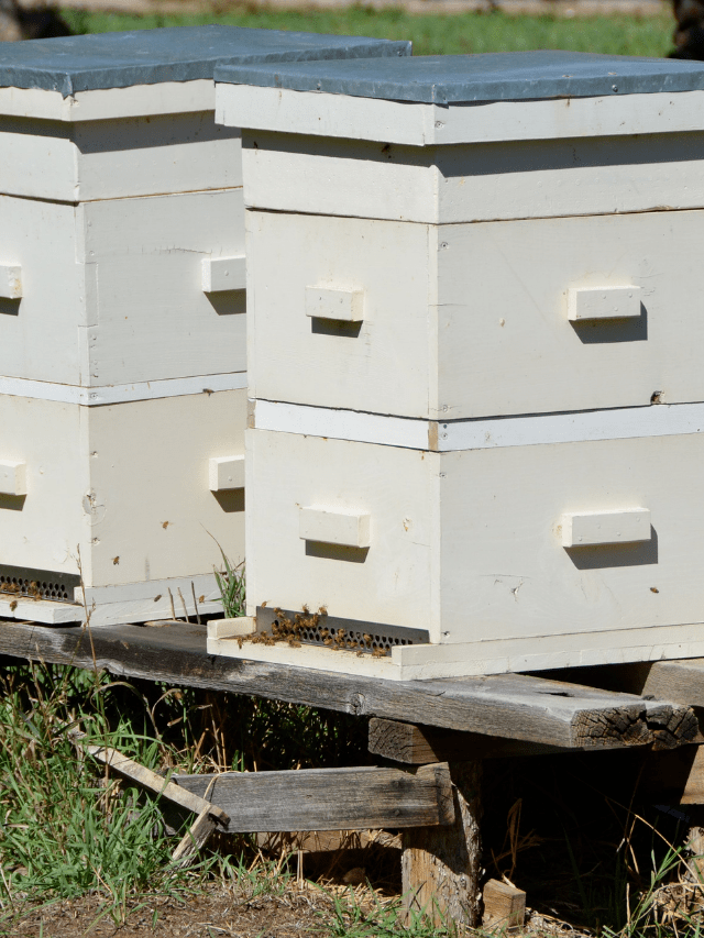 Adding Bees To A Weak Hive