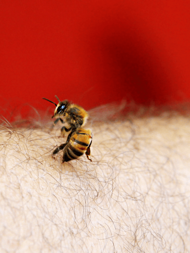 Do Bees Know They Die When They Sting?