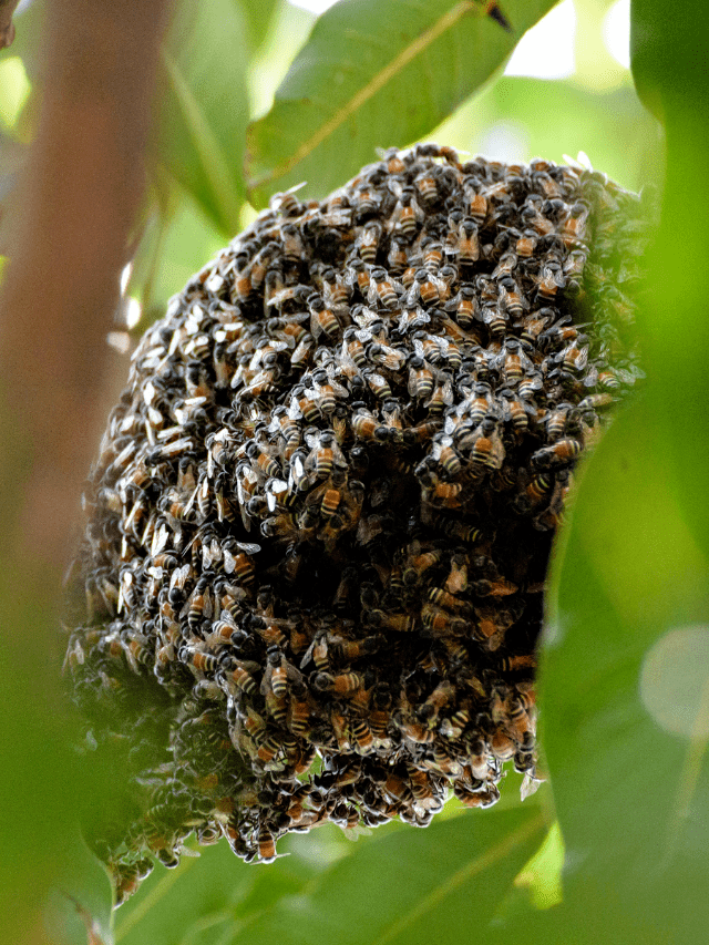 Types Of Natural Beehives