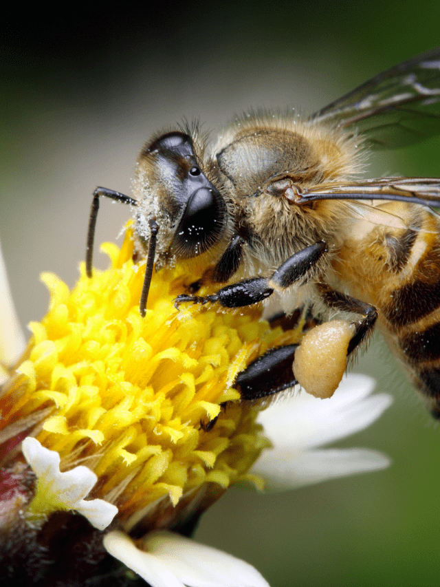 Winter Bee Feeding Recipe