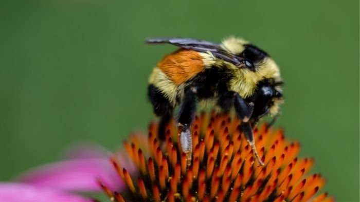 Bombus ternarius