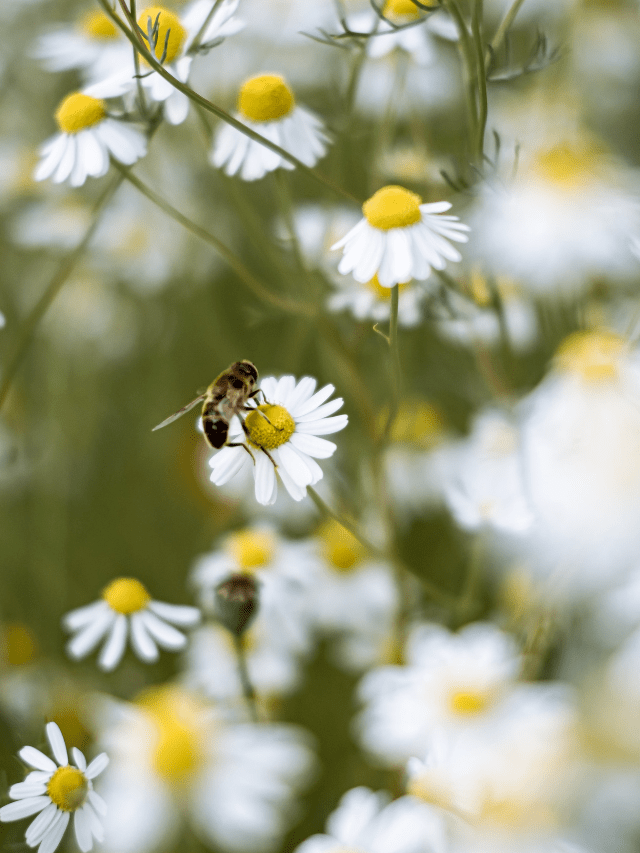 Reason Why To Choose A Wildflower Meadow Instead Of A Lawn