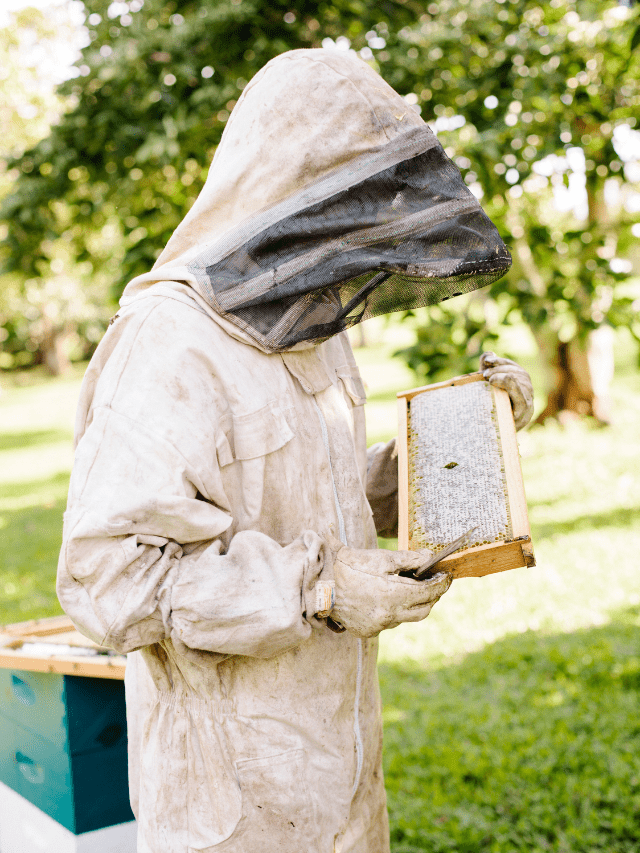 Beekeeping Terminology: Queen Cup Vs Queen Cell