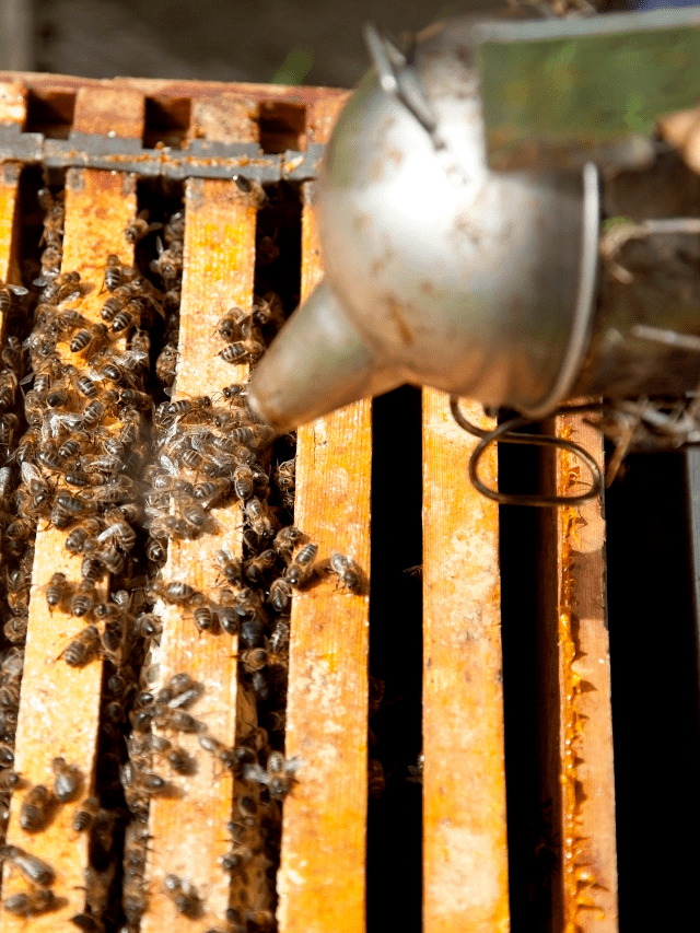 When Should I Treat My Bees For Mites?