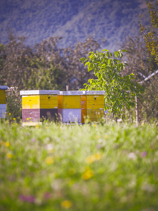 Will Bees Move Into An Empty Hive?