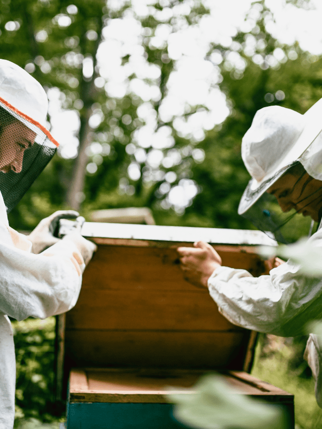 Mistakes To Avoid In The Mountain Camp Method Of Feeding Bees