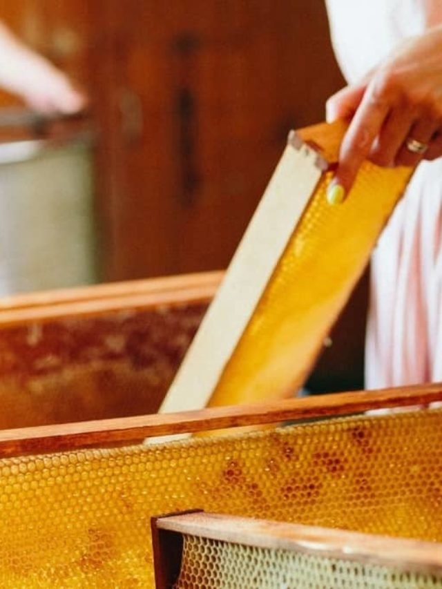 FAQs About Honey Harvest- Answered by An Expert