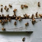 Bees Left Behind After A Swarm