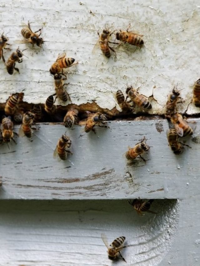 Bees Left Behind After A Swarm