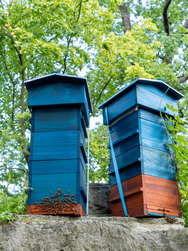 FAQs About Building Your Own Beehive Stand