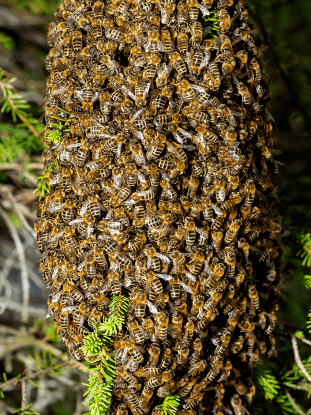 Check Out Effective Ways To Attract Bees Hives