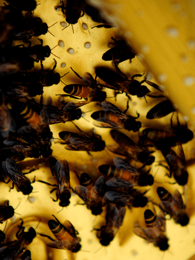 FAQs About Honey Bee Swarms – Answered by An Expert