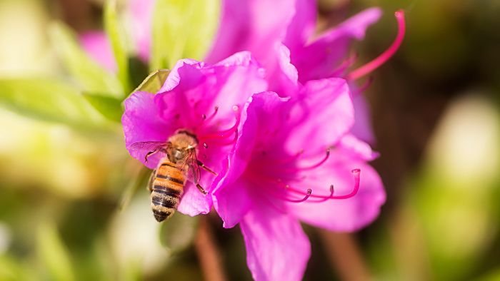 do bees like azaleas