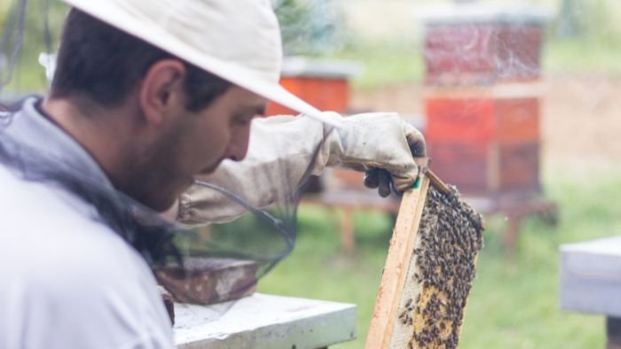 Beginner Beekeeper Inspecting a Beehive