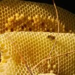 Can You Eat Honey From A Dead Hive