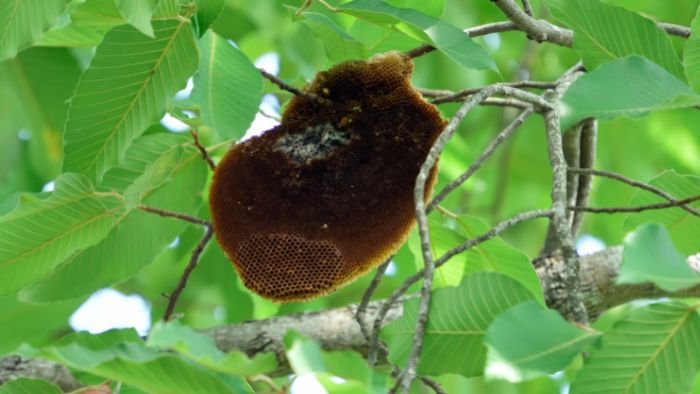  can you eat honey from a dead hive