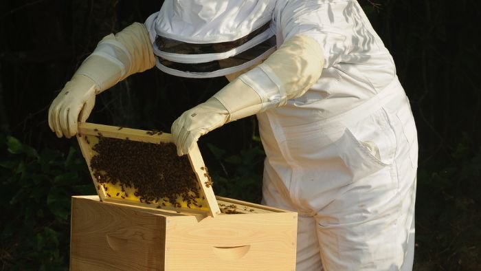  how many beehives to make a living