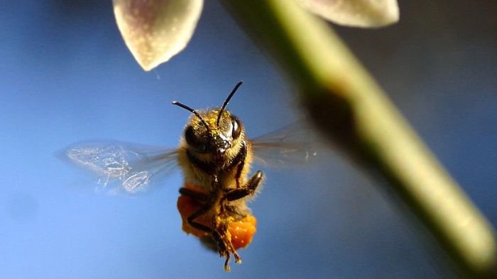  are bees scared of humans