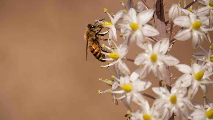  do wasps smell fear