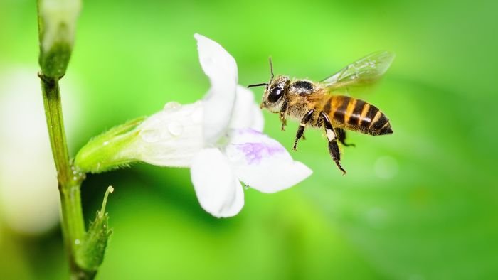  bee species california