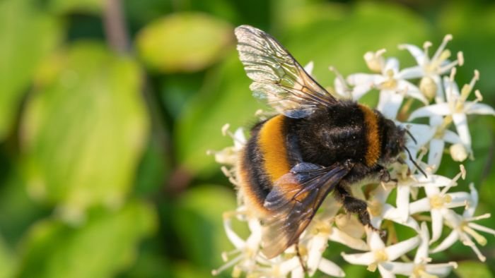  honey bees in california