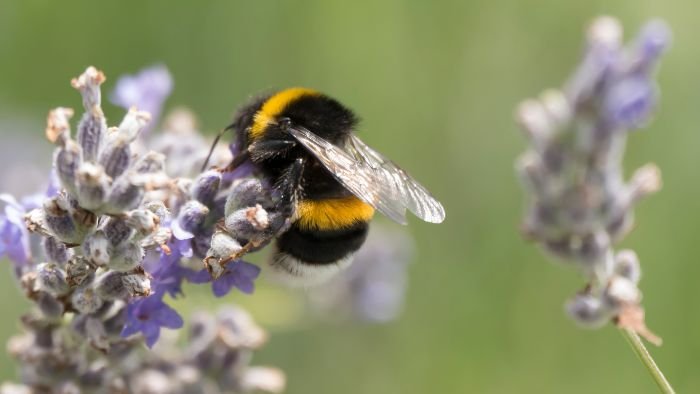  types of bees in california
