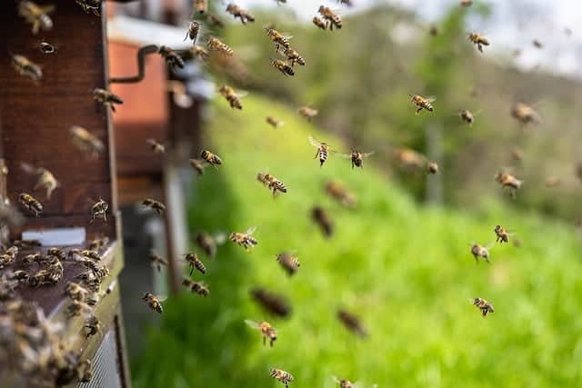 Caring for Bees Naturally free from chemicals and pesticides