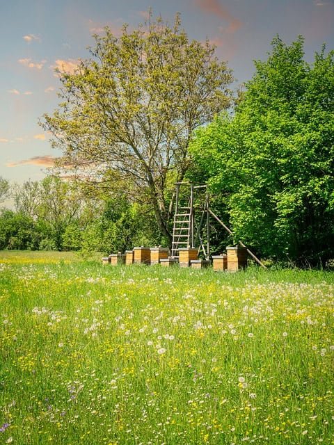 Natural Beekeeping for Agricultural Pollination