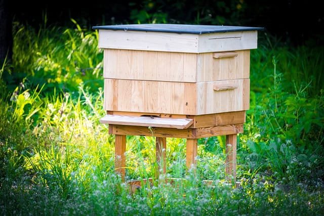 Best Natural Beekeeping Hive Design for Sustainability