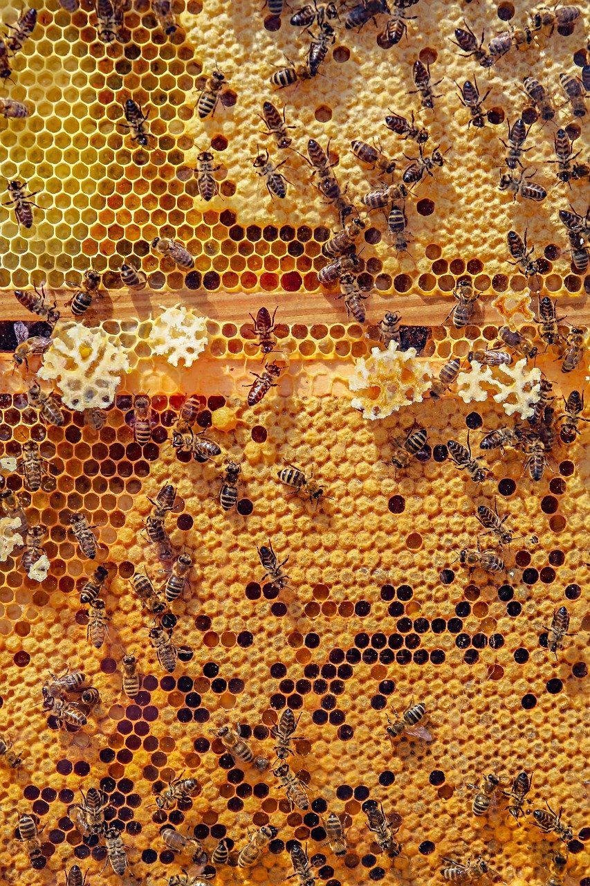 Bees shown during beekeeping club meeting