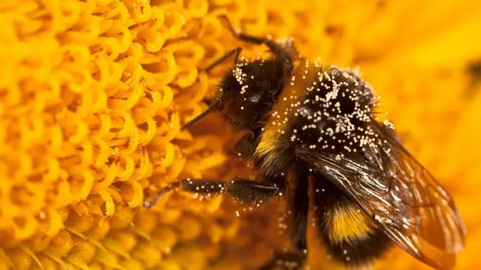 Bumblebee pollinating sunflower