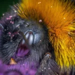 Do Bees Have Compound Eyes