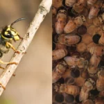 Do Yellow Jackets Kill Honeybees