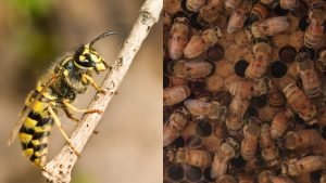 Do Yellow Jackets Kill Honeybees