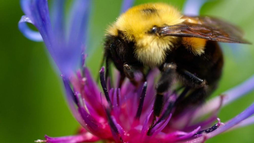 How to Get Rid of Bumblebees Without Killing Them