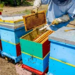 How to Ventilate a Beehive