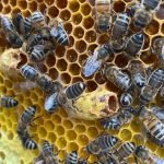 What Does A Honey Bee Hive Look Like