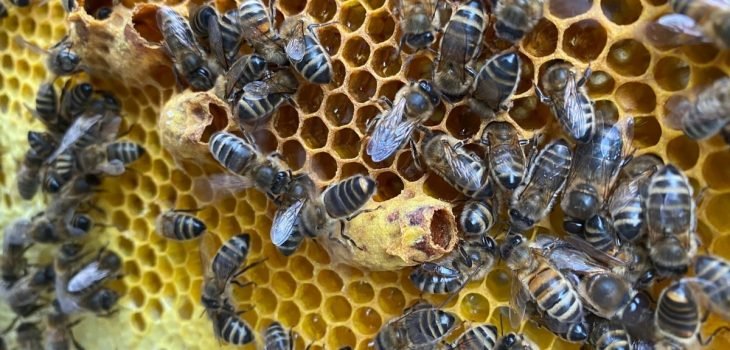 What Does A Honey Bee Hive Look Like? - Beekeeper Tips