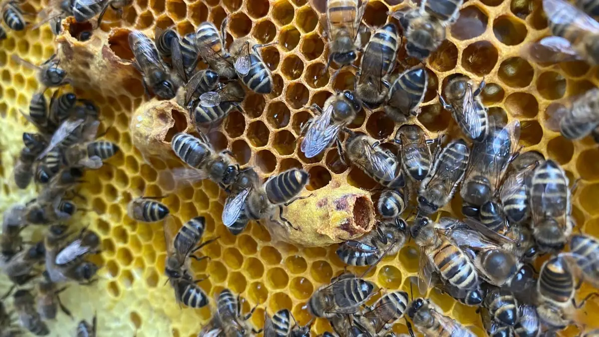 What Does A Honey Bee Hive Look Like