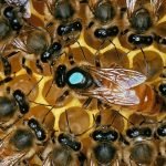 How Long Can A Hive Be Queenless