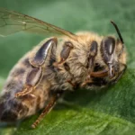 How Long Do Bees Live Without A Hive