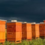 How Much Do Beehives Cost