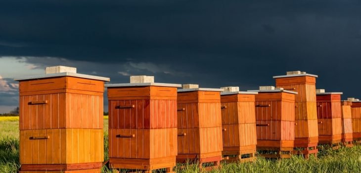 bee hives cost
