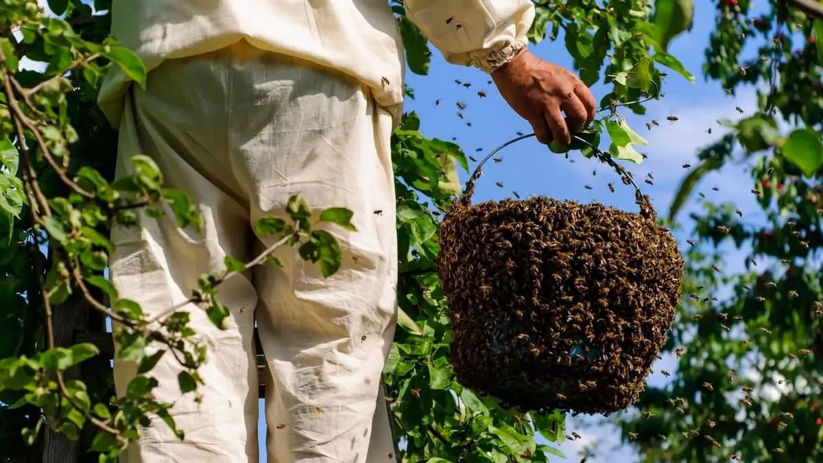 MagiDeal Honeybee Swarm Lure Beehive Hive Bait Pipe Trap for Beekeeper 