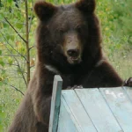 Protecting Beehives From Bears