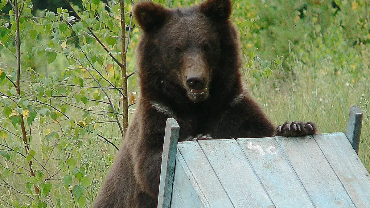 Protecting Beehives From Bears