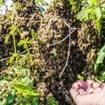 Splitting A Hive To Prevent Swarming