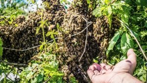 Splitting A Hive To Prevent Swarming