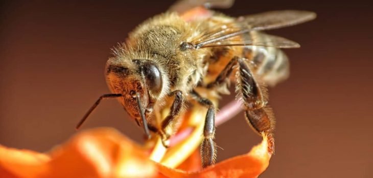 What Do African Bees Look Like? - Beekeeper Tips